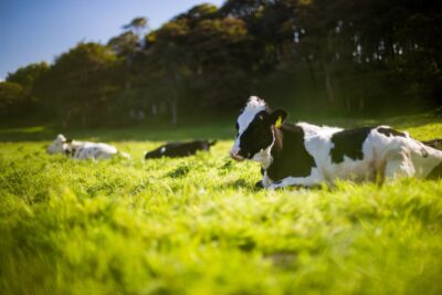 Jak zatrzymać biegunkę u krowy