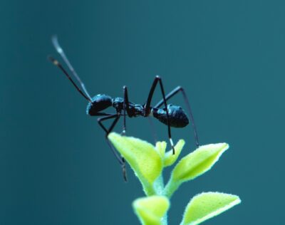Sprawdź, jak pozbyć się mrówek z domu domowymi sposobami