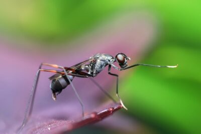 Domowe sposoby na komary – poznaj 5 skutecznych metod