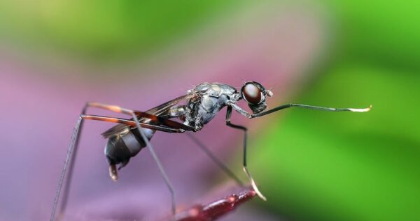 Domowe sposoby na komary – poznaj 5 skutecznych metod